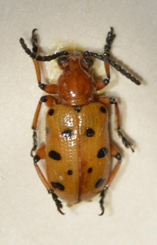 Réf. 274 915 : Crioceris duodecimpunctata
